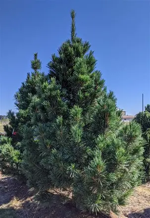 Vanderwolf Pine with soft blue-green needles and upright pyramidal form