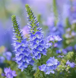 Veronica perennial in a Colorado landscape