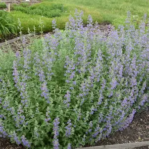 Walker's Low Catmint perennial in a Colorado landscape