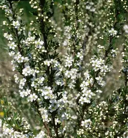 Western Sand Cherry shrub in a Colorado landscape
