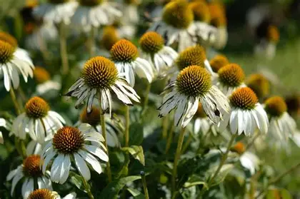 White Coneflower perennial in a Colorado landscape