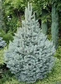 White Fir evergreen tree with soft blue-green needles