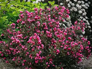 Wine & Roses Weigela shrub in a Colorado landscape