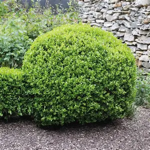 Winter Gem Boxwood shrub in a Colorado landscape