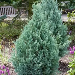 Wichita Blue Juniper shrub in a Colorado landscape