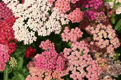 Yarrow perennial in a Colorado landscape