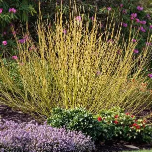 Yellow Twig Dogwood shrub in a Colorado landscape