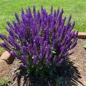May Night Salvia perennial in a Colorado landscape