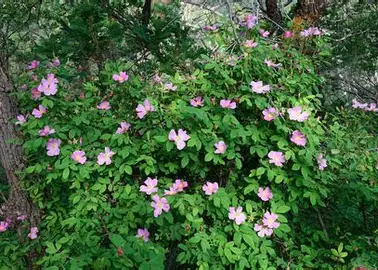 Woods Rose shrub in a Colorado landscape