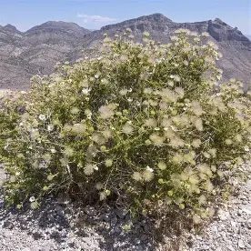 Apache Plume shrub in a Colorado landscape