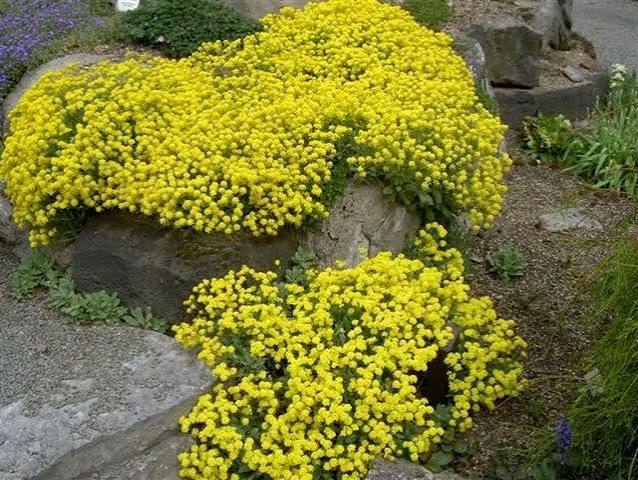 Basket of Gold perennial in a ColoradoScape landscape