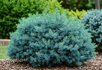 Blue Chip Juniper shrub in a Colorado landscape