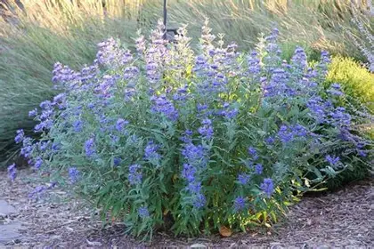 Blue Mist Spirea shrub in a Colorado landscape