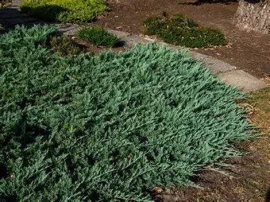 Blue Rug Juniper shrub in a Colorado landscape