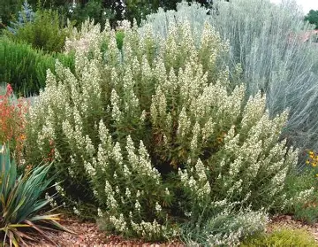 Cheyenne Fernbush shrub in a Colorado landscape