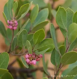 Chieftain Manzanita shrub in a Colorado landscape