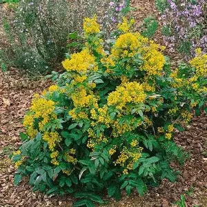 Compact Oregon Grape shrub in a Colorado landscape