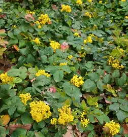 Creeping Oregon Grape shrub in a Colorado landscape