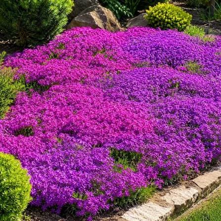 Creeping Thyme perennial in a ColoradoScape landscape