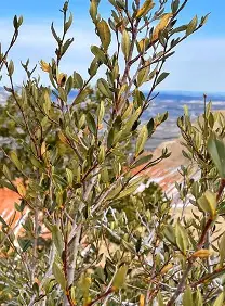 Cutleaf Mountain Mahogany shrub in a Colorado landscape