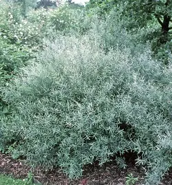 Dwarf Arctic Willow shrub in a Colorado landscape