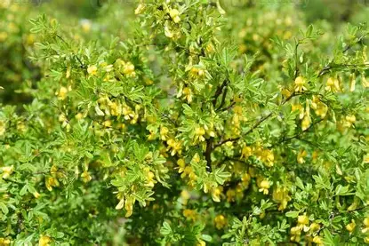 Dwarf Siberian Peashrub shrub in a Colorado landscape