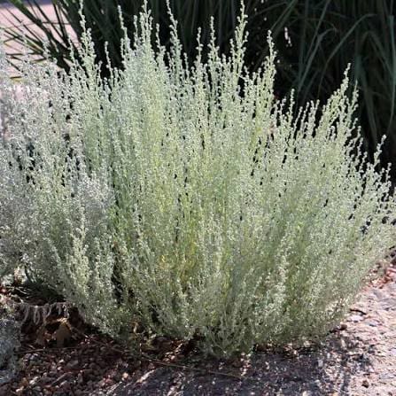Fringed Sage perennial in a ColoradoScape landscape