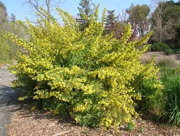 Golden Currant shrub in a Colorado landscape