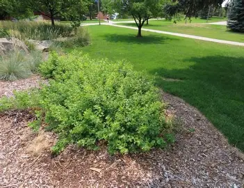 Gro-Low Fragrant Sumac shrub in a Colorado landscape