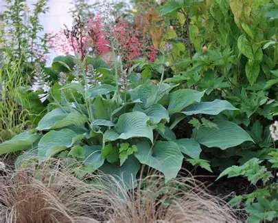 Blue Angel Hosta perennial in a Colorado landscape