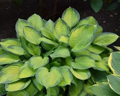 Guacamole Hosta perennial in a Colorado landscape
