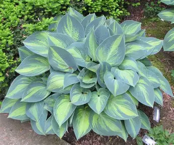 June Hosta perennial in a Colorado landscape