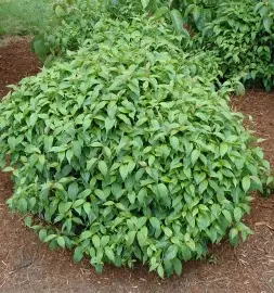 Kelsey Dogwood shrub in a Colorado landscape