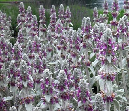 Lamb's Ear perennial in a ColoradoScape landscape