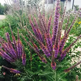 Leadplant shrub in a Colorado landscape