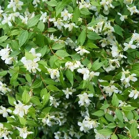Littleleaf Mockorange shrub in a Colorado landscape