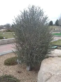 Littleleaf Mountain Mahogany shrub in a Colorado landscape