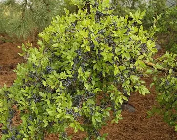 New Mexico Privet shrub in a Colorado landscape
