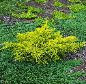 Old Gold Juniper shrub in a Colorado landscape