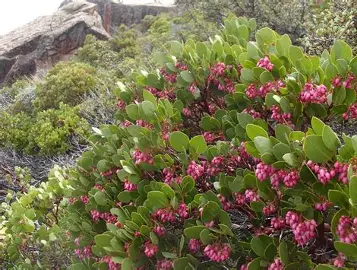 Panchito Manzanita shrub in a Colorado landscape