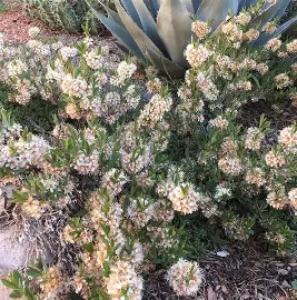 Pawnee Buttes Sand Cherry shrub in a Colorado landscape