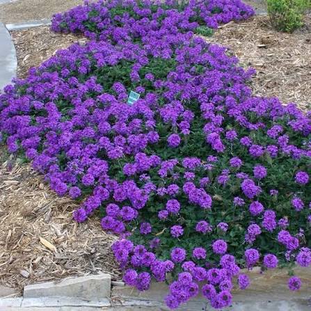 Plains Verbena perennial in a ColoradoScape landscape