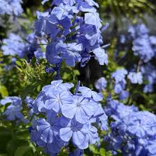 Plumbago perennial in a ColoradoScape landscape