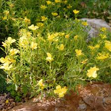 Prairie Lode Sundrops perennial in a ColoradoScape landscape