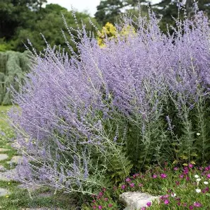 Russian Sage shrub in a Colorado landscape