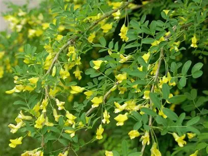 Siberian Peashrub shrub in a Colorado landscape