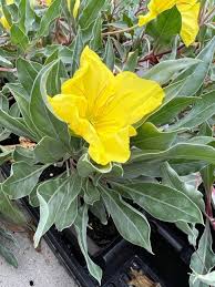 Silver Blade Evening Primrose perennial in a ColoradoScape landscape