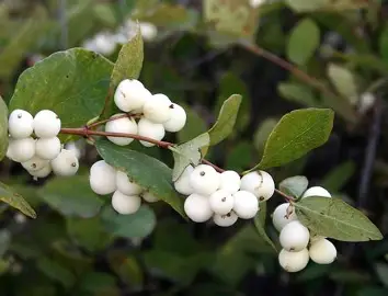 Snowberry shrub in a Colorado landscape