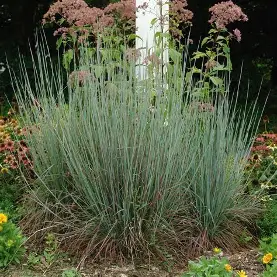 Standing Ovation Little Bluestem ornamental grass in a Colorado landscape