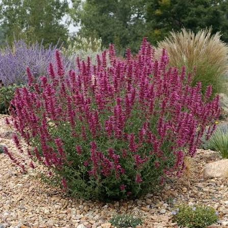 Sunset Hyssop perennial in a ColoradoScape landscape